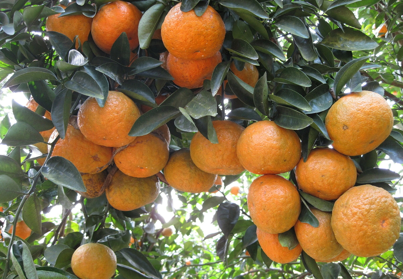 Mâm ngũ quả ngày Tết: Giá trị dinh dưỡng nhìn từ y học cổ truyền và hiện đại