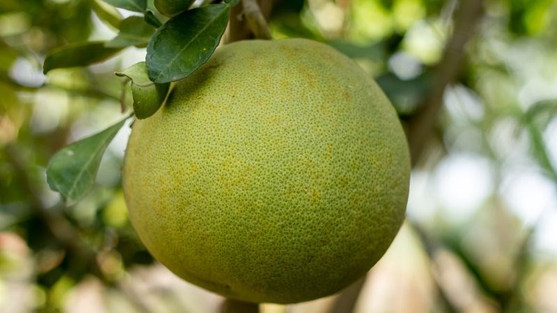 Mâm ngũ quả ngày Tết: Giá trị dinh dưỡng nhìn từ y học cổ truyền và hiện đại