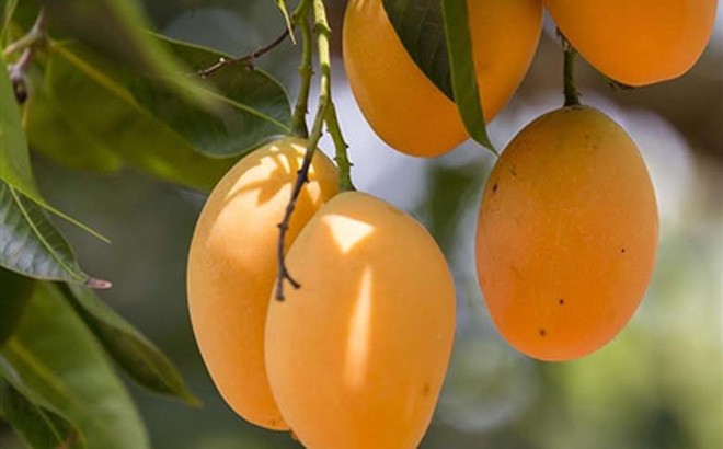 Mâm ngũ quả ngày Tết: Giá trị dinh dưỡng nhìn từ y học cổ truyền và hiện đại