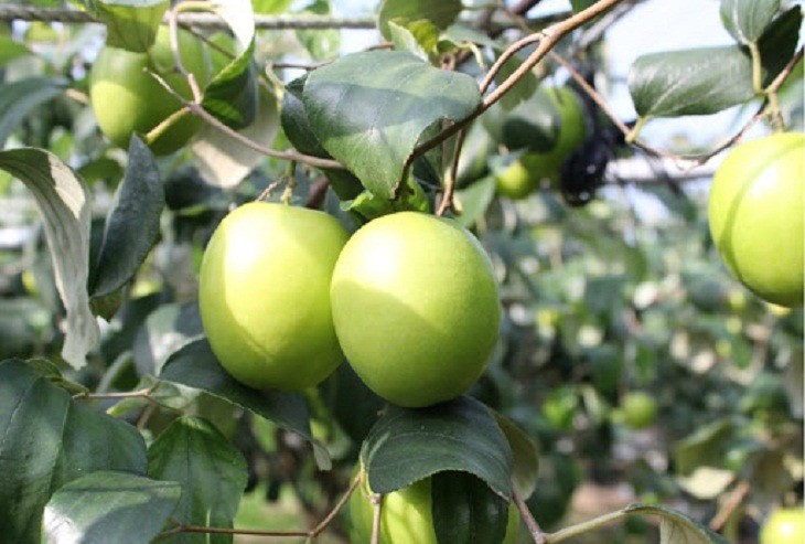 Mâm ngũ quả ngày Tết: Giá trị dinh dưỡng nhìn từ y học cổ truyền và hiện đại