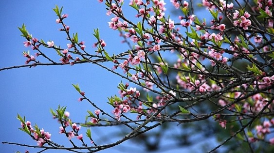 Dự báo thời tiết ngày 18/2/2026: Miền Bắc mưa nhỏ rải rác, trời chuyển rét