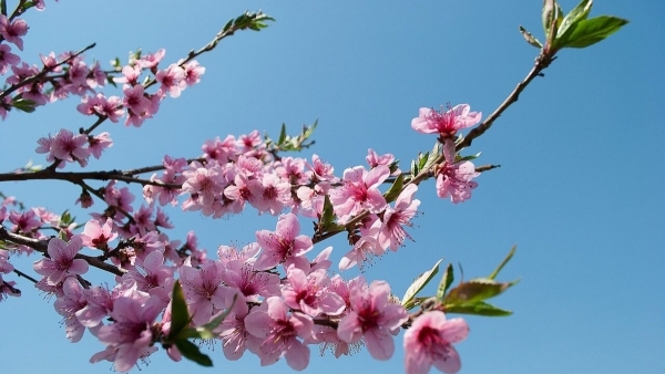 Dự báo thời tiết ngày 16/2/2026: Bắc Bộ trưa chiều giảm mây, hửng nắng