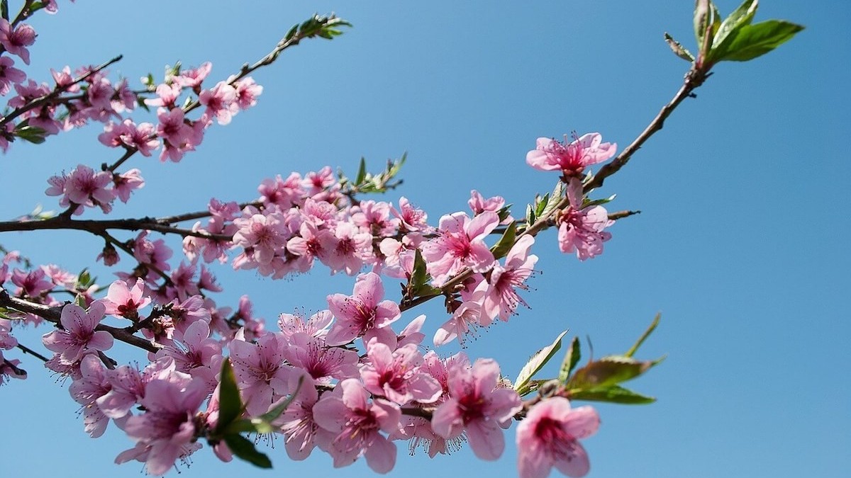 Dự báo thời tiết ngày 16/2/2026: Bắc Bộ trưa chiều giảm mây, hửng nắng