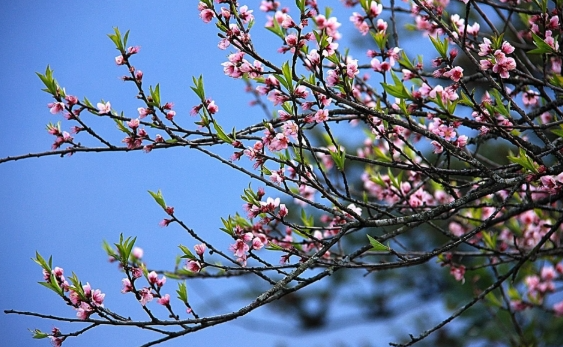 Thời tiết ngày 18/2/2026: Miền Bắc, Hà Nội mưa, gió Đông Bắc cấp 3 Thời tiết ngày 18/2/2026: Miền Bắc, Hà Nội mưa, gió Đông Bắc cấp 3