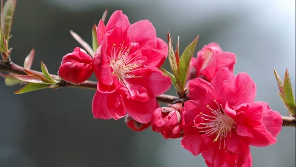 Dự báo thời tiết ngày 17/2/2026: Bắc Bộ có mưa nhỏ rải rác, trời lạnh