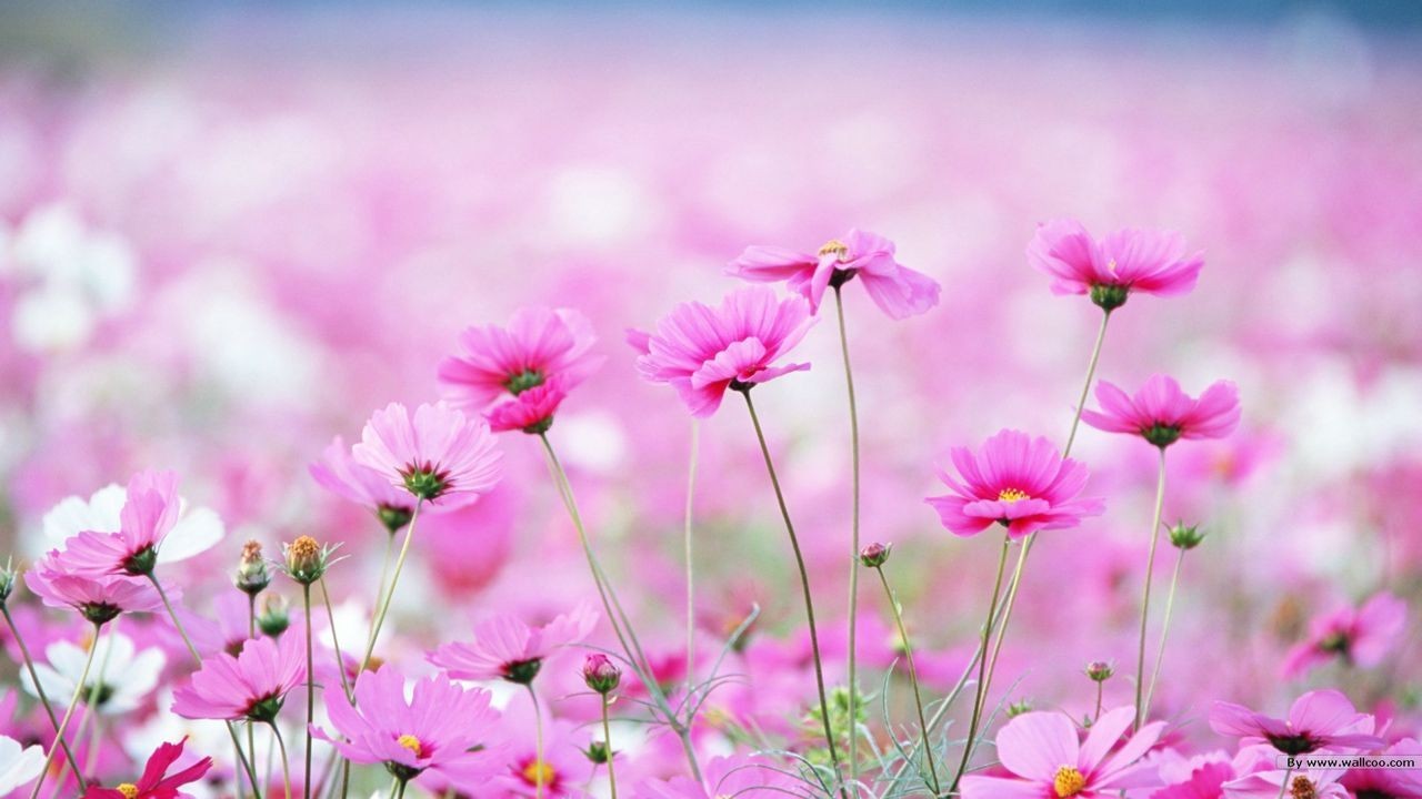 Dự báo thời tiết ngày 21/2/2026: Bắc Bộ sáng sớm có sương mù nhẹ, trưa chiều giảm mây trời nắng