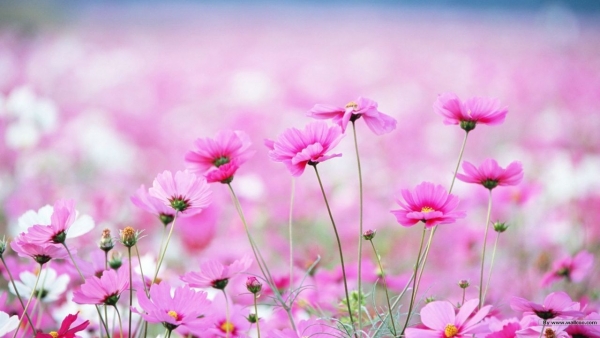 Dự báo thời tiết ngày 21/2/2026: Bắc Bộ sáng sớm có sương mù nhẹ, trưa chiều giảm mây trời nắng