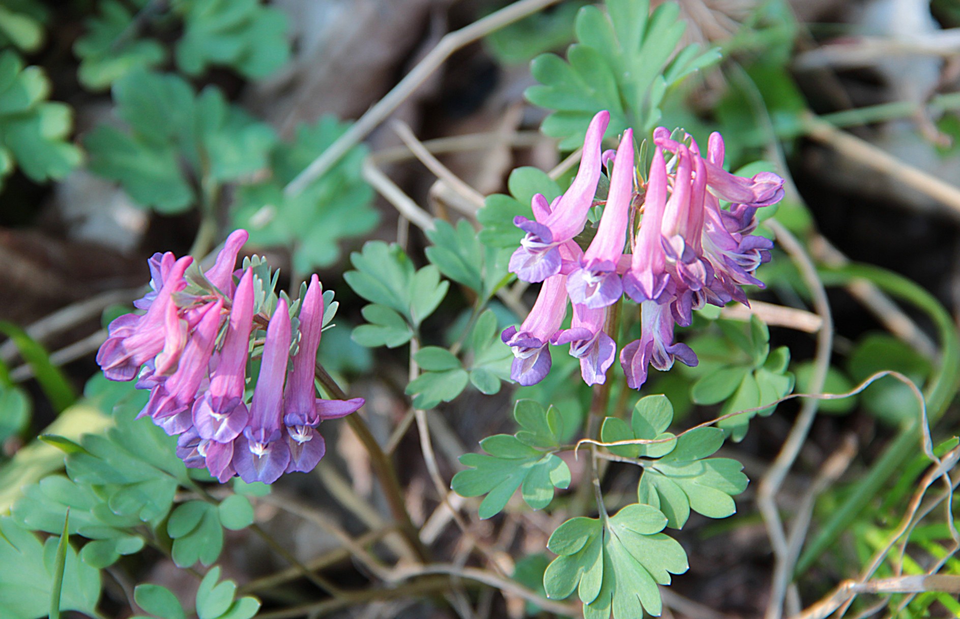 Huyền hồ - Dược liệu hỗ trợ giảm đau và hoạt huyết