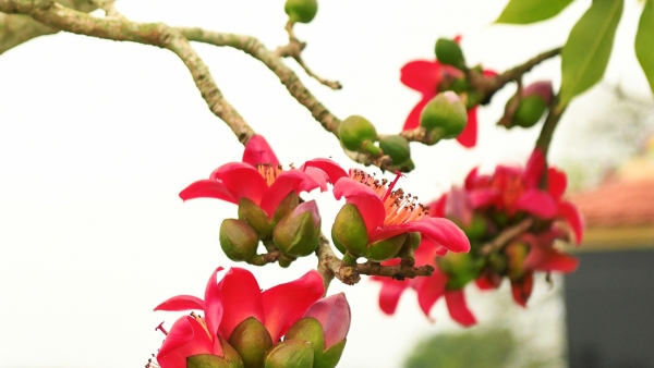 Dự báo thời tiết ngày 27/2/2026: Bắc Bộ sáng sớm có sương mù, trưa chiều hửng nắng