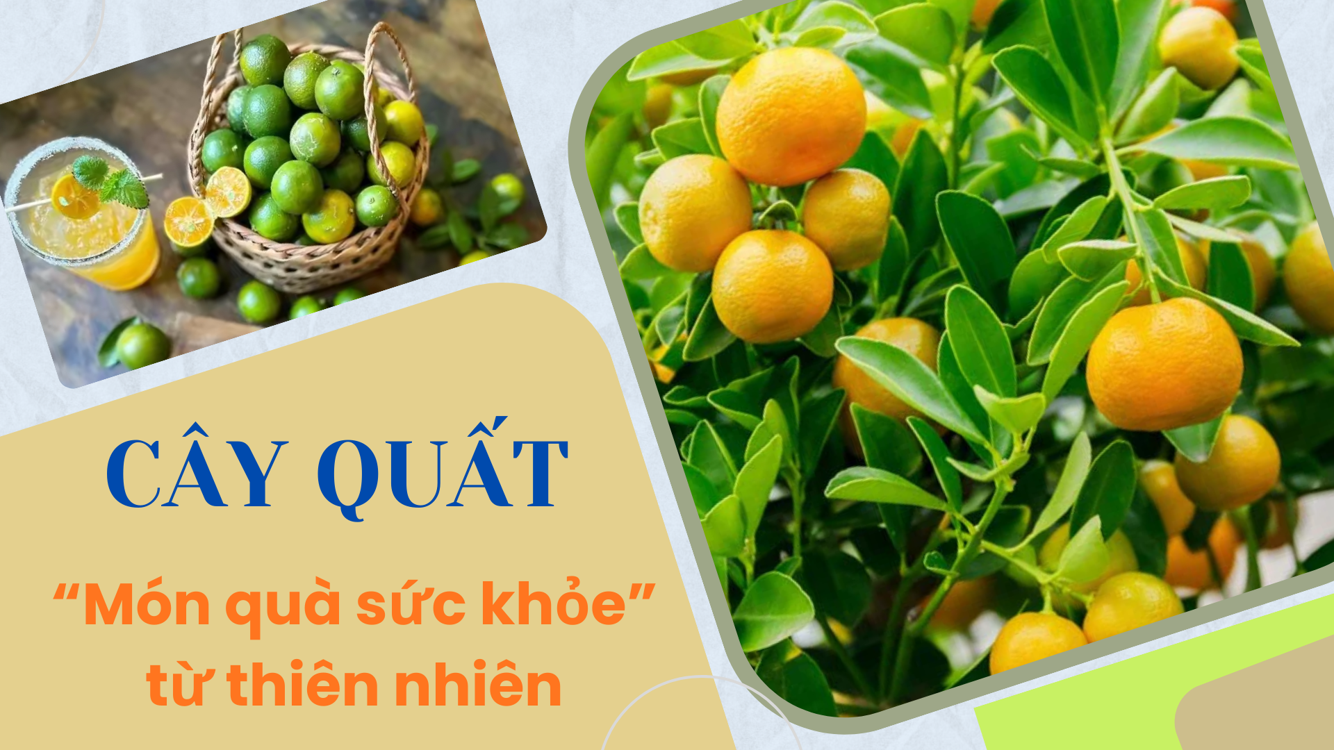 [E-Magazine] Cây quất - “Món quà sức khỏe” từ thiên nhiên