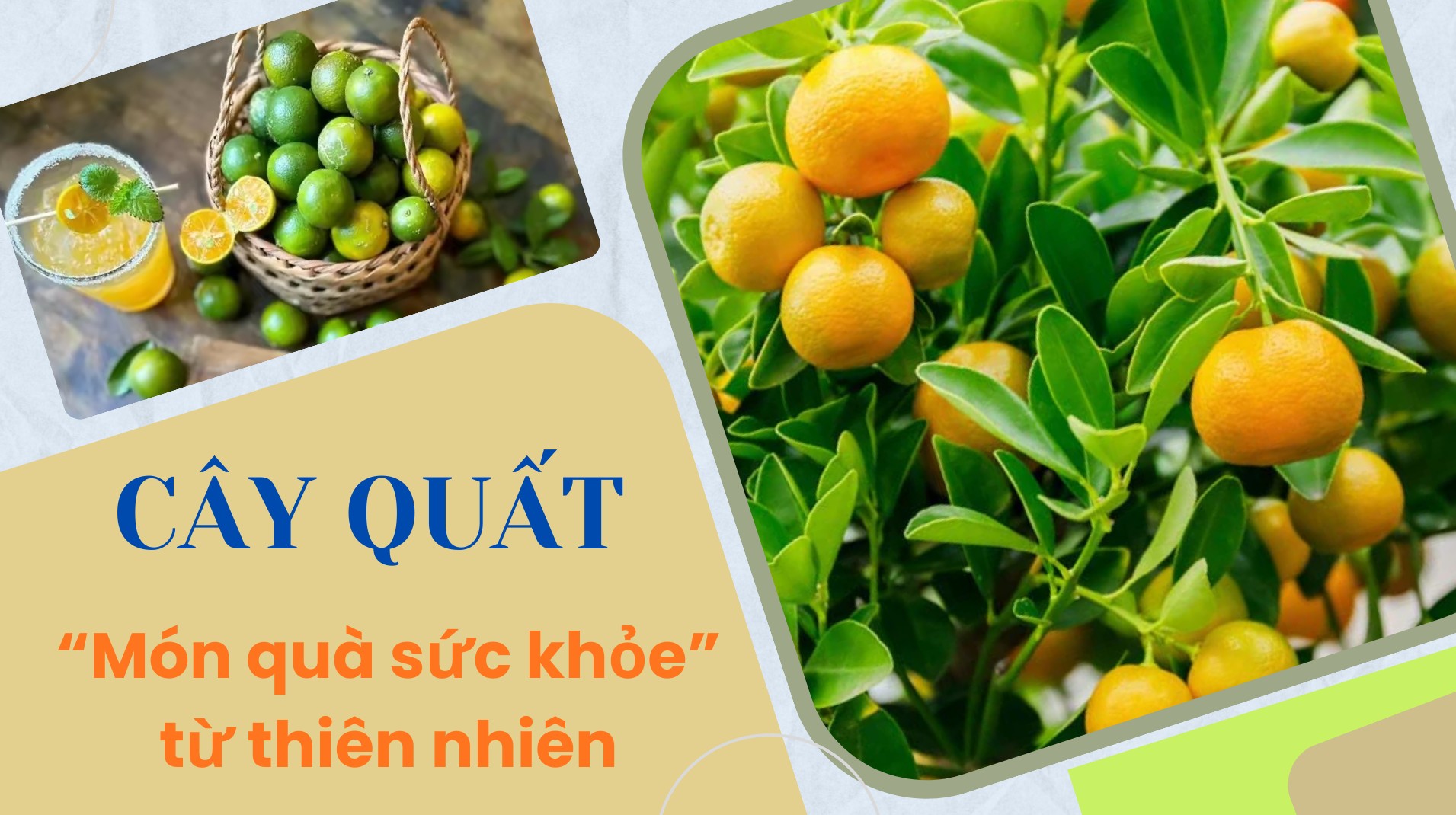[E-Magazine] Cây quất - “Món quà sức khỏe” từ thiên nhiên
