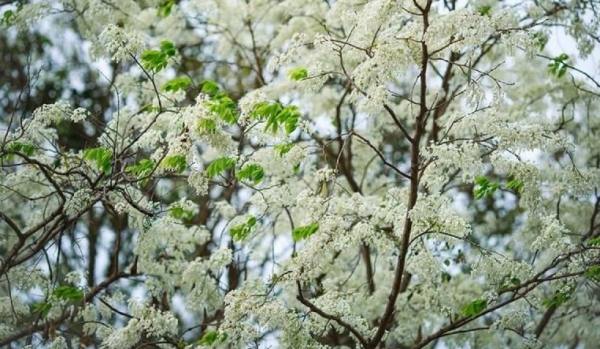 Dự báo thời tiết ngày 1/3/2026: Miền Bắc có sương mù, trời nắng nhẹ