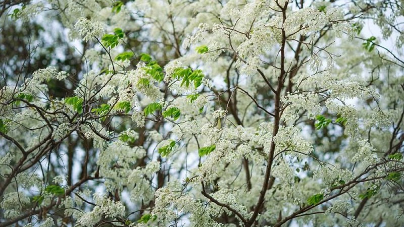 Dự báo thời tiết ngày 1/3/2026: Miền Bắc có sương mù, trời nắng nhẹ