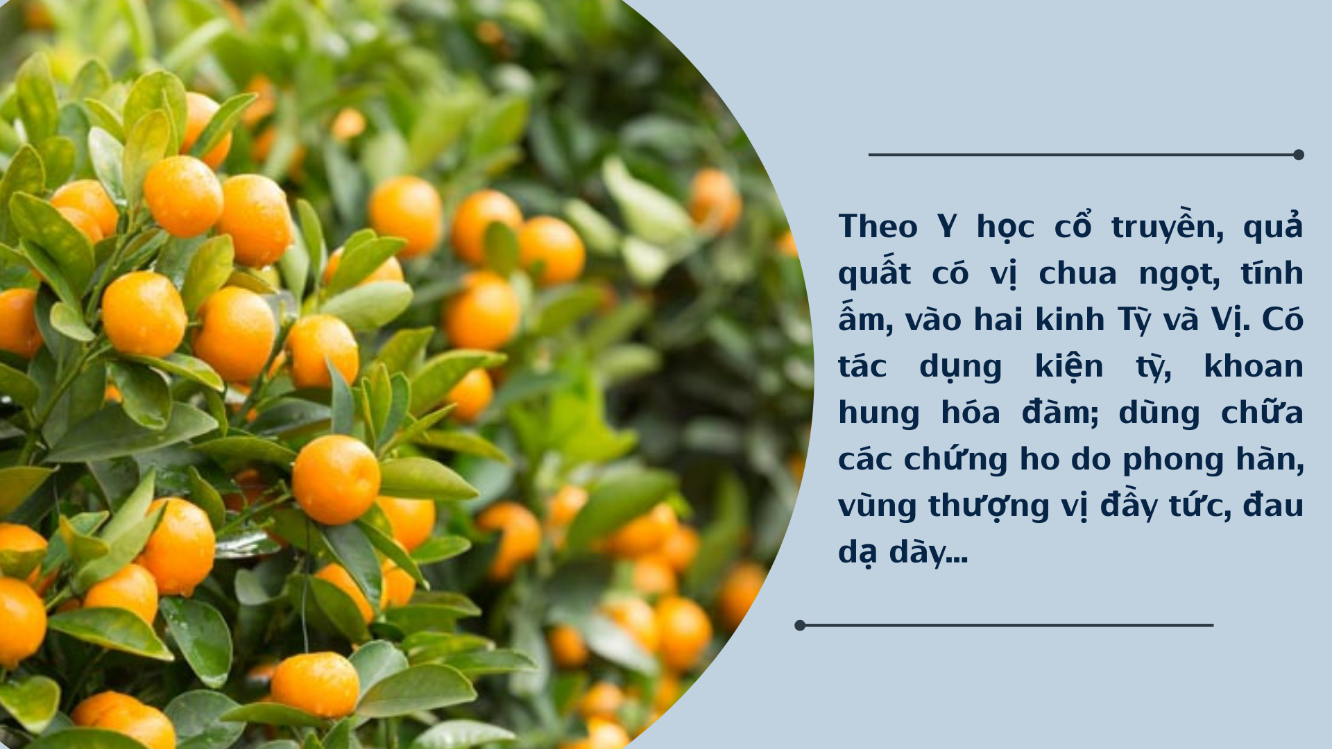 [E-Magazine] Cây quất - “Món quà sức khỏe” từ thiên nhiên