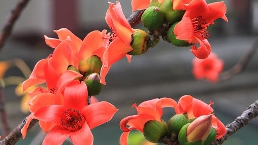 Dự báo thời tiết ngày 3/3/2026: Bắc Bộ có dông rải rác