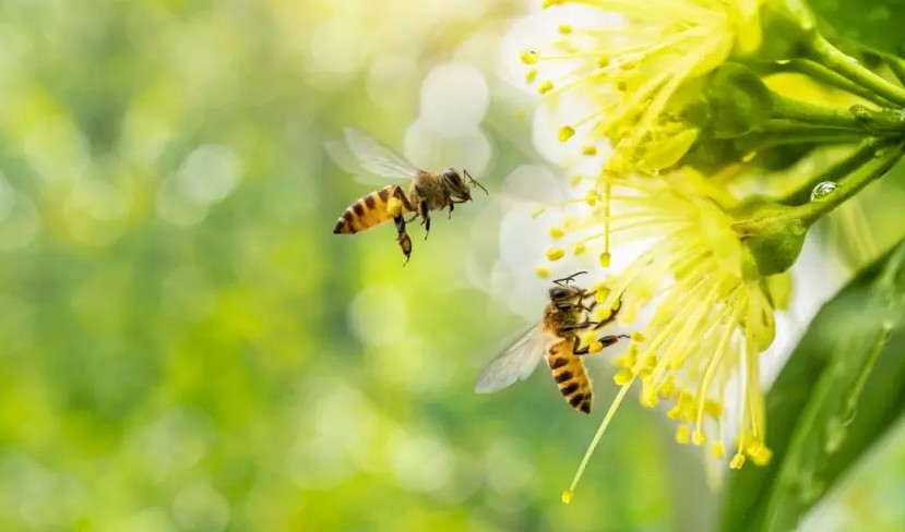 Tác hại của phấn hoa đối với sức khỏe - Mối nguy “vô hình” vào mùa xuân