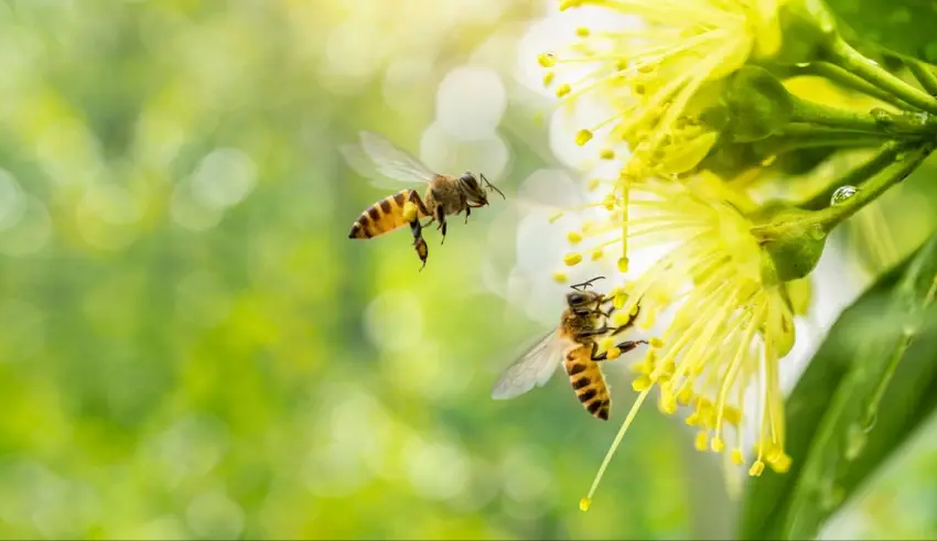 Tác hại của phấn hoa đối với sức khỏe - Mối nguy “vô hình” vào mùa xuân Tác hại của phấn hoa đối với sức khỏe - Mối nguy “vô hình” vào mùa xuân