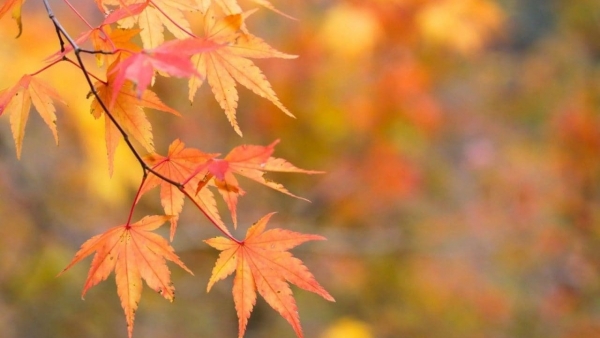 Dự báo thời tiết ngày 5/3/2026: Bắc Bộ sáng sớm có sương mù, trưa chiều hửng nắng