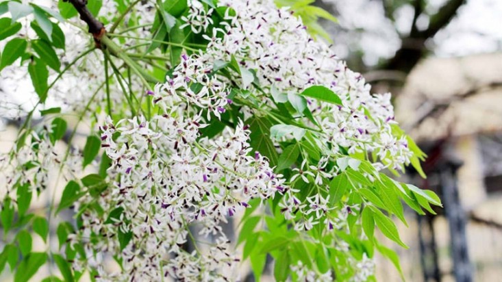 Dự báo thời tiết ngày 6/3/2026: Bắc Bộ có mưa vài nơi, đêm và sáng sớm trời rét