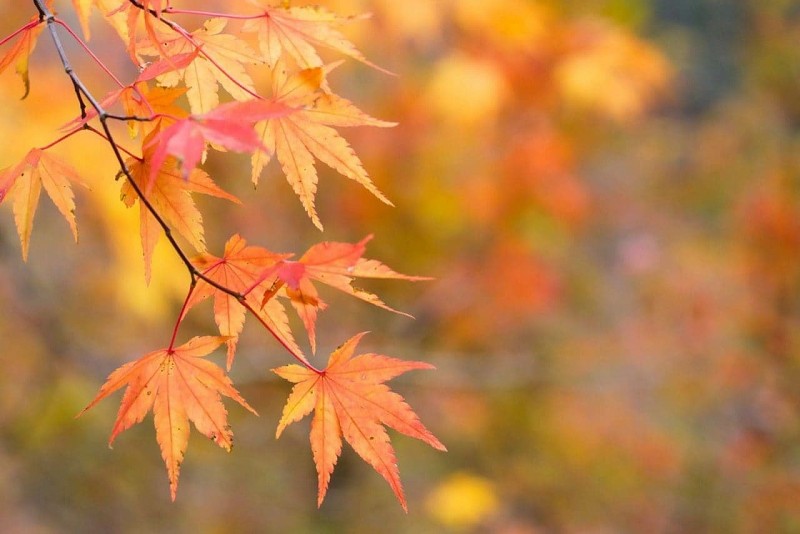 Dự báo thời tiết ngày 5/3/2026: Bắc Bộ sáng trời rét, trưa chiều nắng