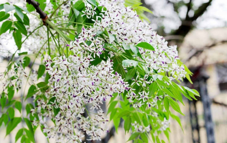 Dự báo thời tiết đêm nay và ngày mai 6/3: Hà Nội và các khu vực trên cả nước