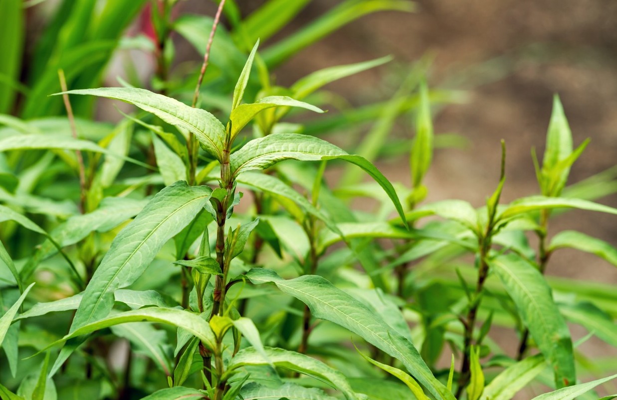 Rau răm: Từ thảo mộc vườn nhà đến vị thuốc dân gian