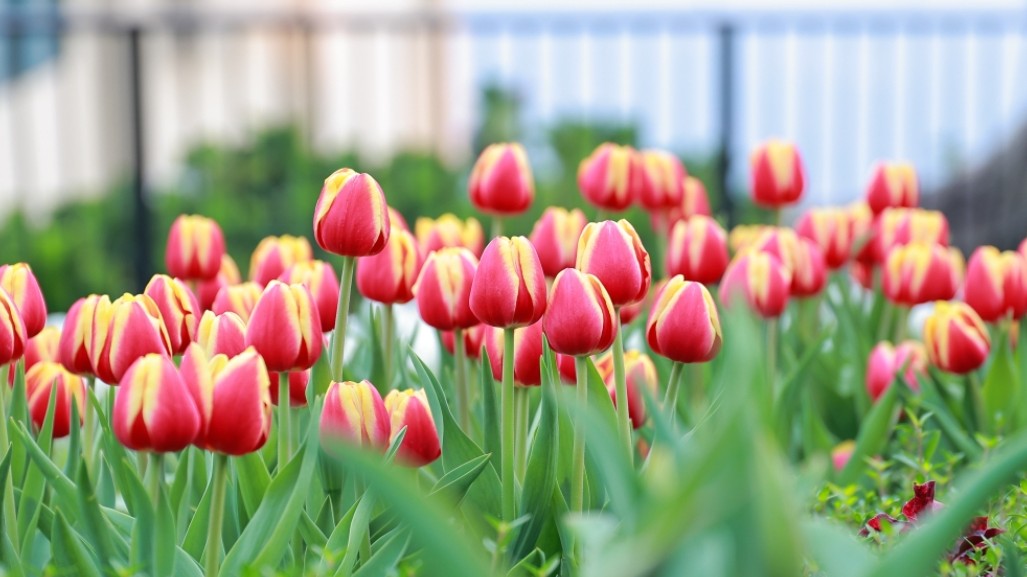 Dự báo thời tiết ngày 8/3/2026: Bắc Bộ có mưa vài nơi, đêm và sáng sớm trời rét