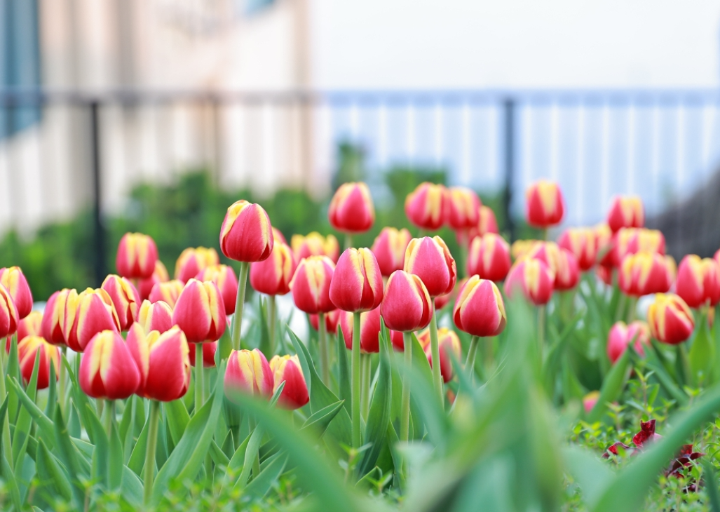 Dự báo thời tiết đêm nay và ngày mai 8/3: Hà Nội và các khu vực trên cả nước Dự báo thời tiết đêm nay và ngày mai 8/3: Hà Nội và các khu vực trên cả nước