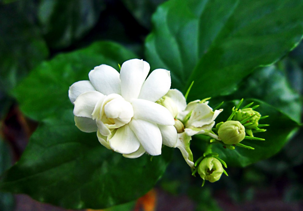 Hoa và sức khỏe phái đẹp - Liệu pháp dịu dàng từ thiên nhiên Hoa và sức khỏe phái đẹp - Liệu pháp dịu dàng từ thiên nhiên