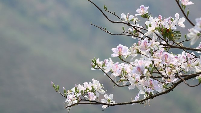 Dự báo thời tiết ngày 9/3/2026: Bắc Bộ có mưa rào và dông rải rác