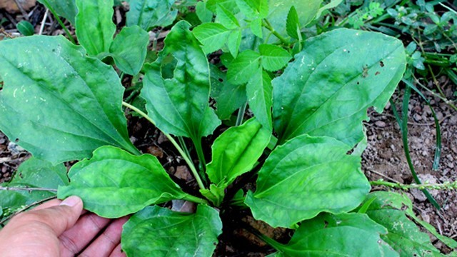 Cây thuốc Nam quanh ta: “Kho báu” bị lãng quên trong đời sống hiện đại