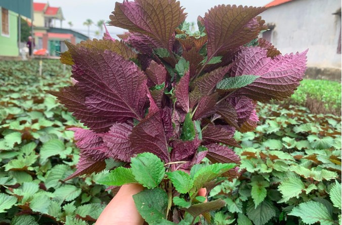 Cây thuốc Nam quanh ta: “Kho báu” bị lãng quên trong đời sống hiện đại