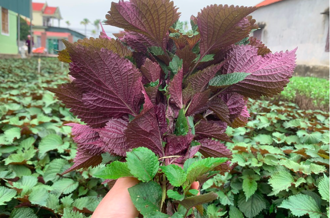 Cây thuốc Nam quanh ta: “Kho báu” bị lãng quên trong đời sống hiện đại