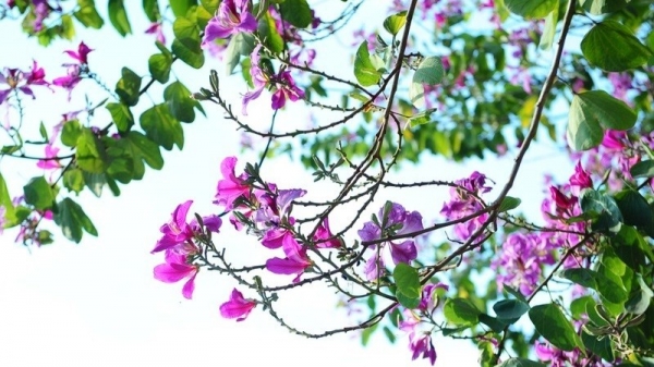 Dự báo thời tiết ngày 15/3/2026: Bắc Bộ sáng và đêm có mưa, trời lạnh