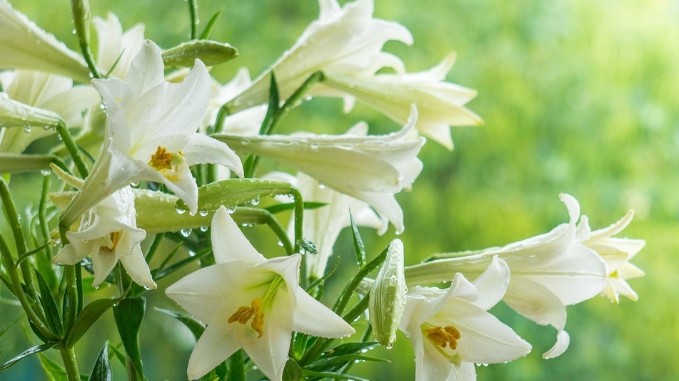 Dự báo thời tiết ngày 16/3/2026: Bắc Bộ sáng sớm có sương mù nhẹ rải rác