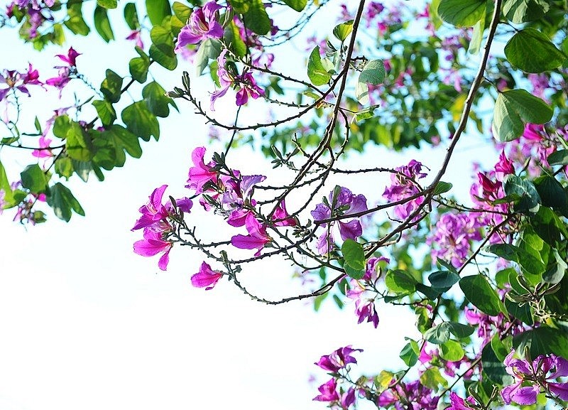 Thời tiết Ngày bầu cử 15/3: Khu vực Hà Nội sáng và đêm có mưa phùn, trời lạnh Thời tiết Ngày bầu cử 15/3: Khu vực Hà Nội sáng và đêm có mưa phùn, trời lạnh