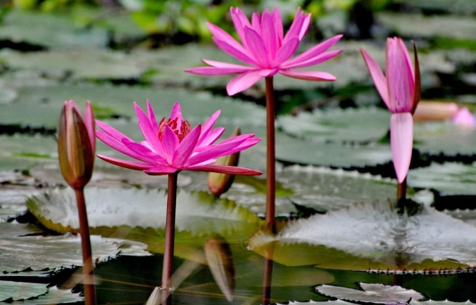 Dự báo thời tiết đêm nay và ngày mai 14/3: Hà Nội và các khu vực trên cả nước