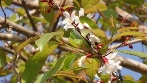 Cây thành ngạnh và những công dụng bất ngờ trong y học cổ truyền