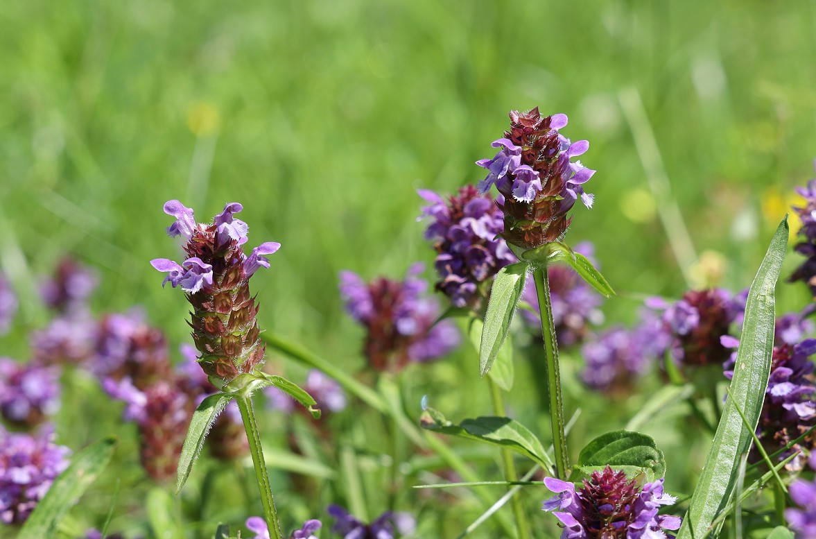 Hạ khô thảo - Dược liệu giúp thanh nhiệt và hỗ trợ huyết áp