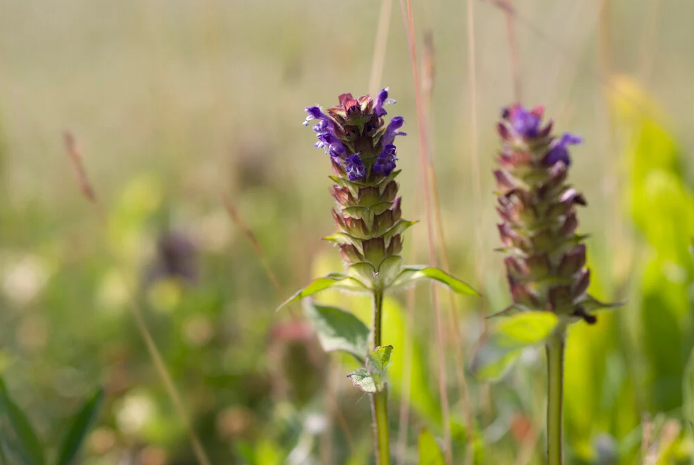 Hạ khô thảo - Dược liệu giúp thanh nhiệt và hỗ trợ huyết áp