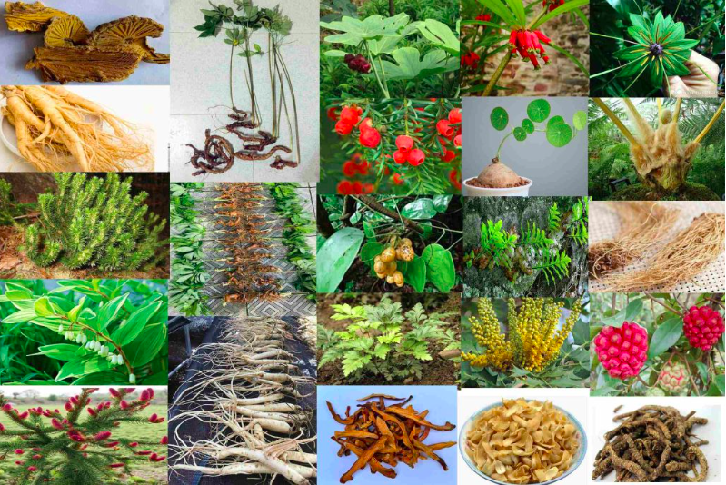 Y HỌC CỔ TRUYỀN VIỆT NAM CÙNG Y HỌC HIỆN ĐẠI TRONG KỶ NGUYÊN VƯƠN MÌNH CỦA ĐẤT NƯỚC - NHỮNG VẤN ĐỀ CẦN QUAN TÂM ĐỂ PHÁT TRIỂN BỀN VỮNG