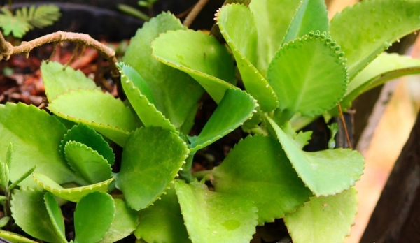 Cây lá bỏng - “Tủ thuốc xanh” trong vườn nhà