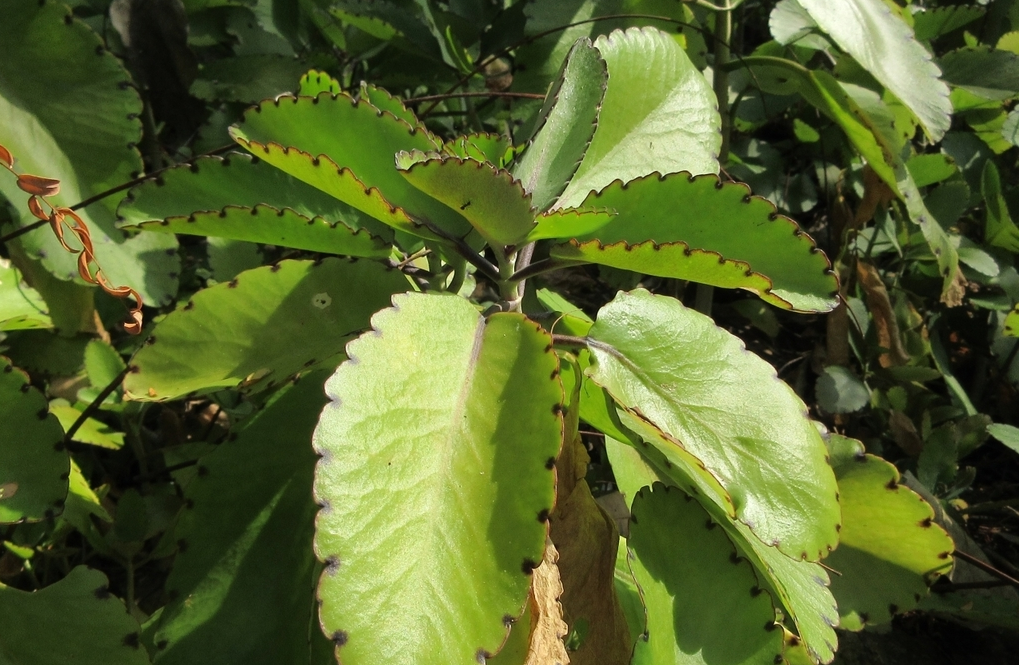 Cây lá bỏng - “Tủ thuốc xanh” trong vườn nhà