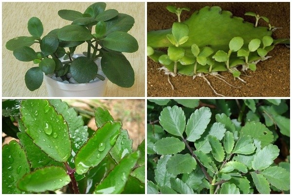 Cây lá bỏng - “Tủ thuốc xanh” trong vườn nhà