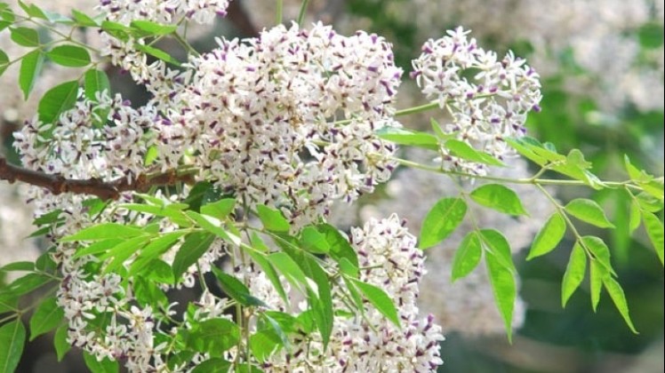 Dự báo thời tiết ngày 17/3/2026: Bắc Bộ có mưa vài nơi, trưa chiều giảm mây trời nắng