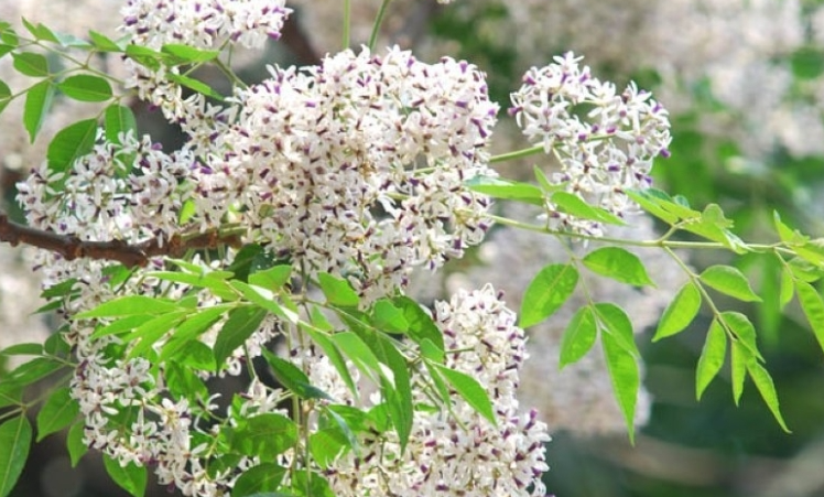 Dự báo thời tiết đêm nay và ngày mai 17/3: Hà Nội và các khu vực trên cả nước Dự báo thời tiết đêm nay và ngày mai 17/3: Hà Nội và các khu vực trên cả nước