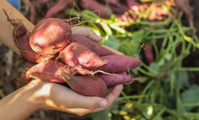 Khoai lang: Từ thực phẩm dân dã đến vị thuốc quý trong y học cổ truyền