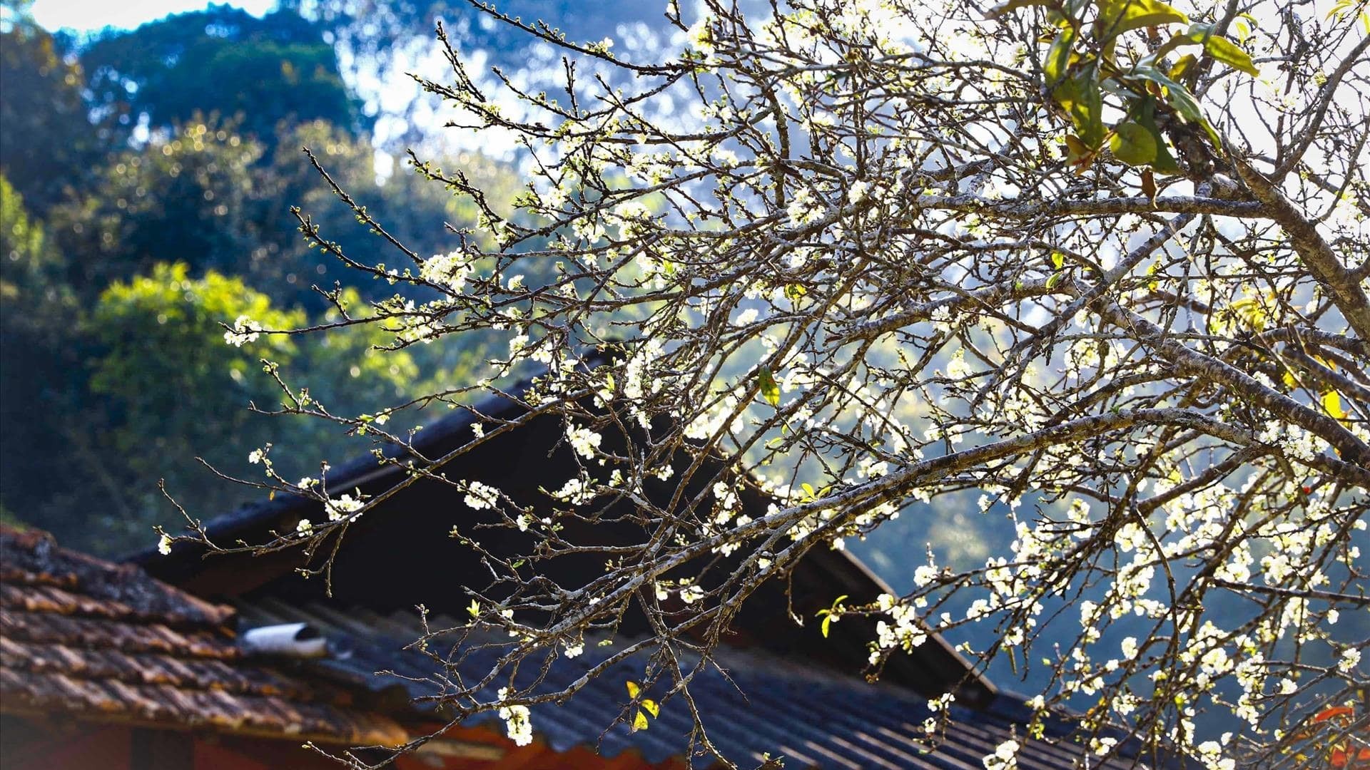 Dự báo thời tiết ngày 20/3/2026: Bắc Bộ sáng sớm có sương mù nhẹ rải rác