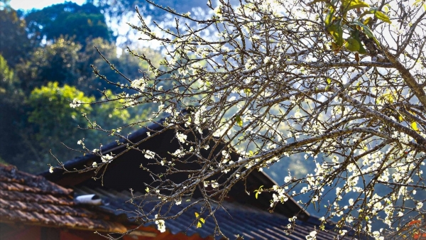 Dự báo thời tiết ngày 20/3/2026: Bắc Bộ sáng sớm có sương mù nhẹ rải rác