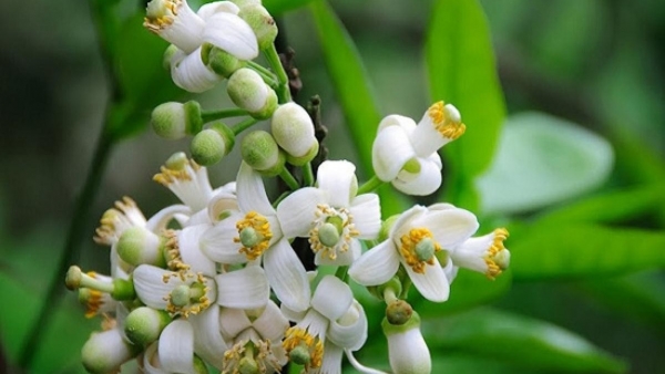 Dự báo thời tiết ngày 22/3/2026: Bắc Bộ có mưa rào và dông rải rác